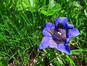 30 Gentiana acaulis (Genziana di Koch) 